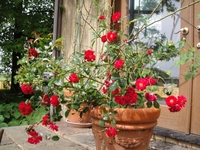 Red Ribbon Are In Full Bloom