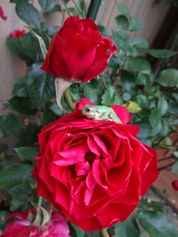 Beautiful Rose ORI