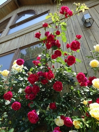 Best time to see Roses