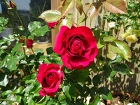 Best time to see Roses