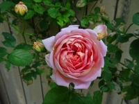 Best time to see Roses