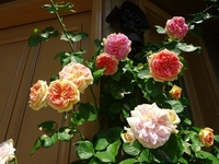Best time to see Roses