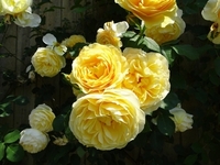 Best time to see Roses