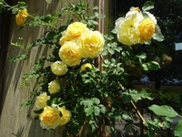Best time to see Roses