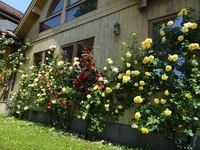 Best time to see Roses