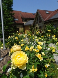 Best time to see Roses