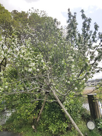 The seasonal blooming of flowers