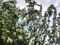 The seasonal blooming of flowers
