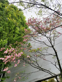 The seasonal blooming of flowers