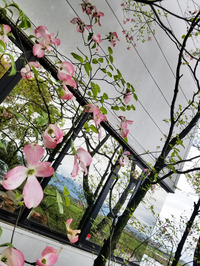 The seasonal blooming of flowers