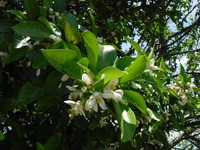 Flowers of Summer Orange
