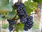 Grape Harvesting