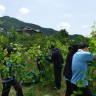 We all worked hard for pruning and training of the vines.